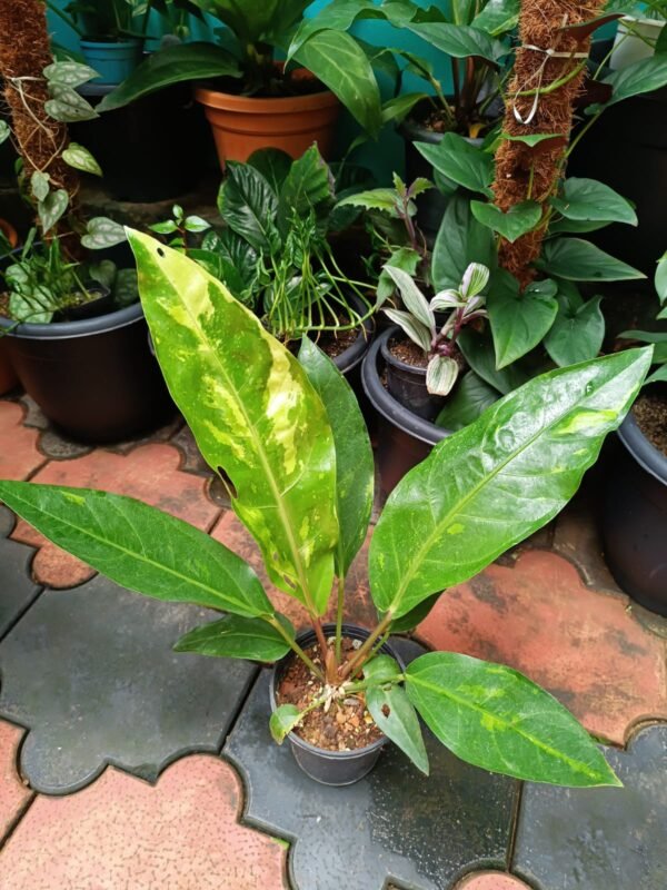 Anthurium Hookeri Variegated - Image 2