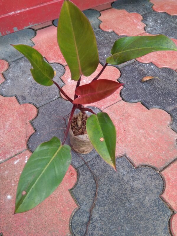 Philodendron Red sunset - Image 2
