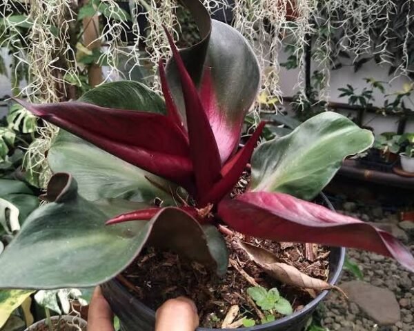 Philodendron Red Heart  ( Big size )..
