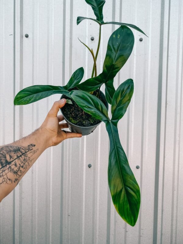 Philodendron 69696