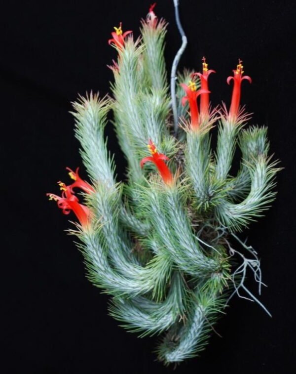 Air Plant (Tillandsia Funkiana )