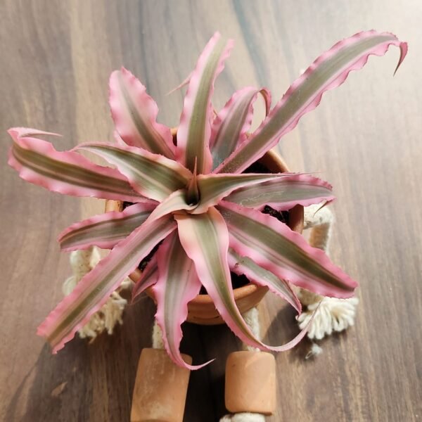 Cryptanthus Pink Starlite
