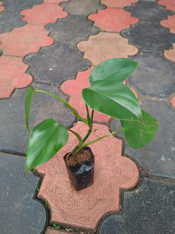 Philodendron Microstictum - Image 2