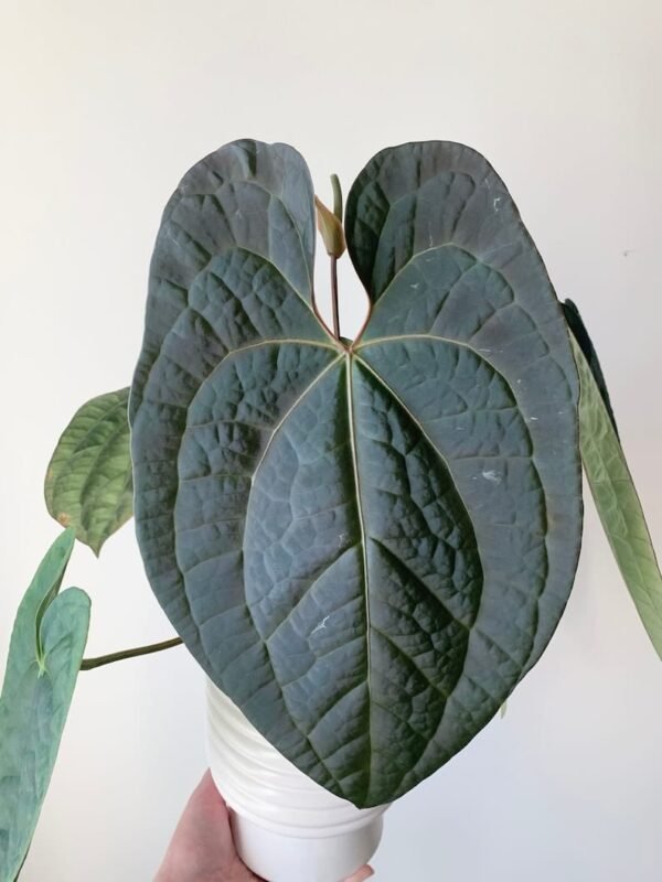 Anthurium Raven Soul
