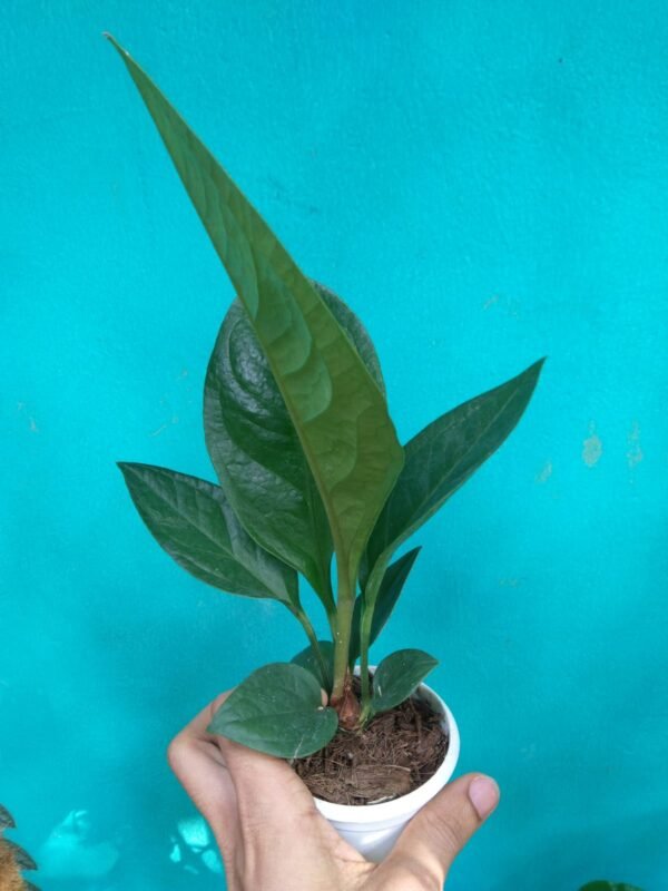 Anthurium Jenmani - Image 3