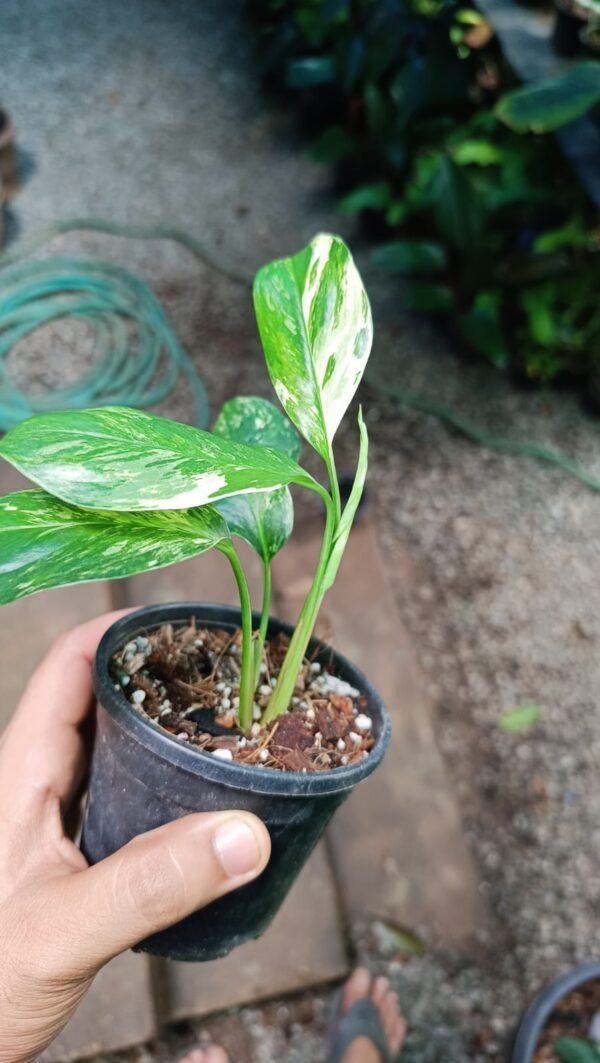 MONSTERA LECHLERIANA - Image 3