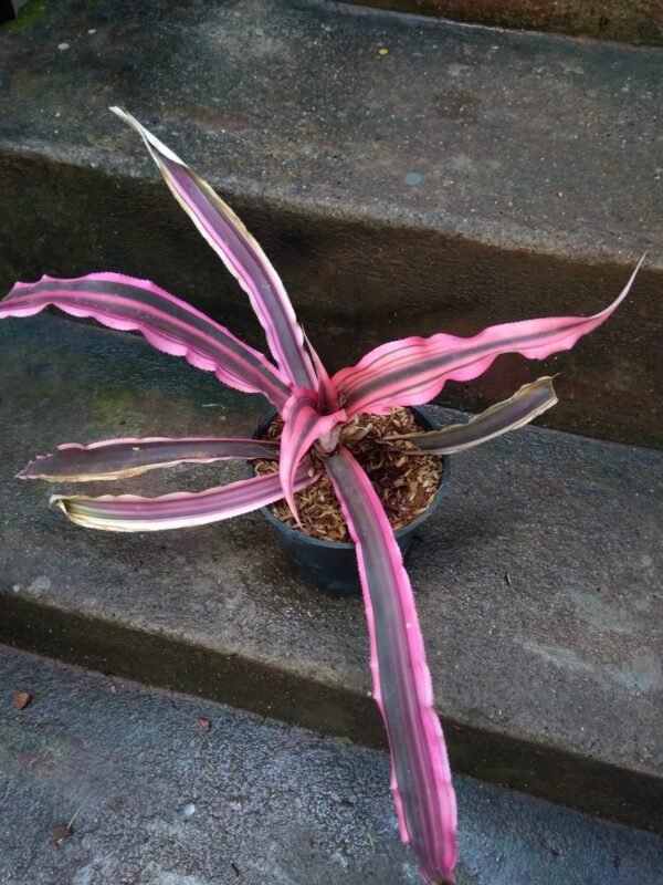 Cryptanthus  Bivittatus Big Size - Image 2