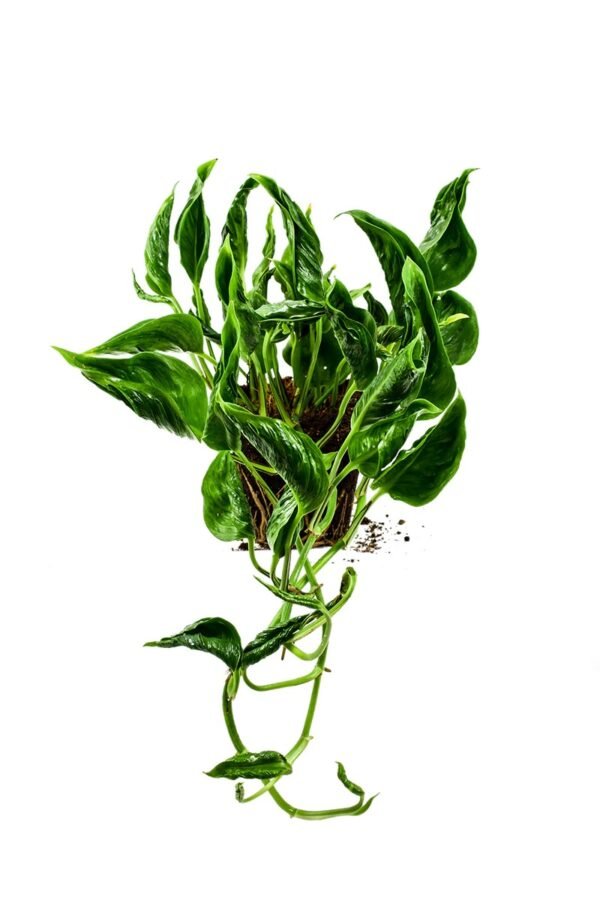 Sleeping Pothos