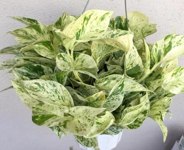 Marble pothos