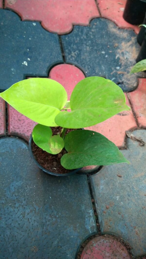 Neon pothos - Image 2