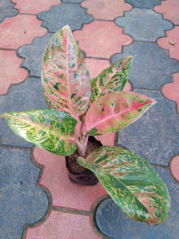 Aglonema Big Roy - Image 3