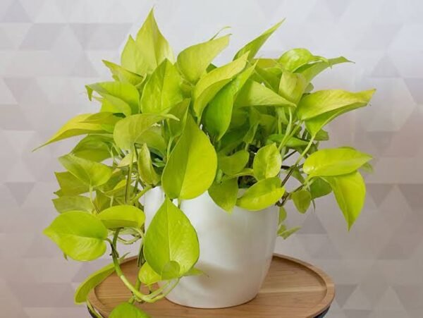 Neon pothos