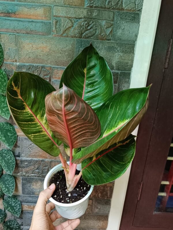 Aglonema Black Moonlight