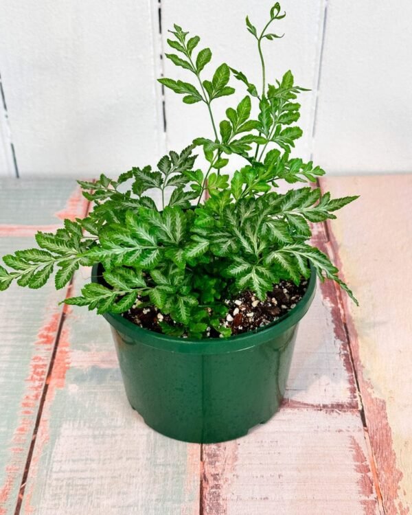 Silver Lace Fern Full Pot
