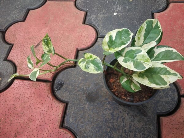 NJOY POTHOS BIG - Image 2