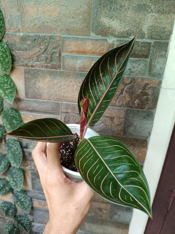 Aglonema Black Sumatra