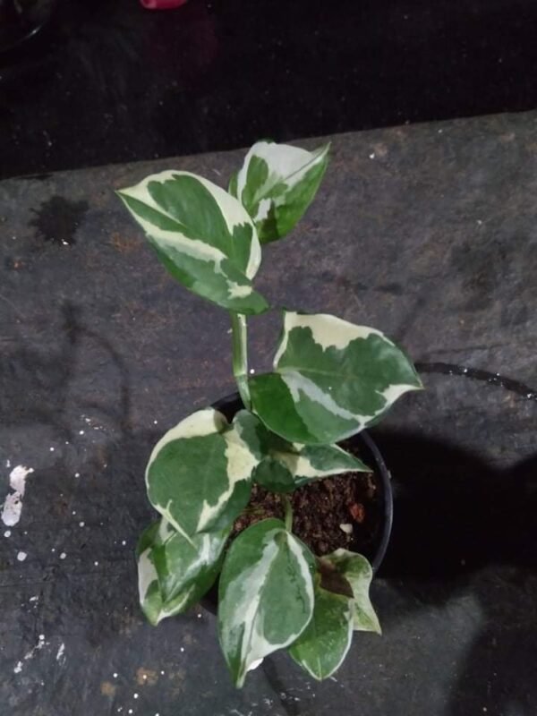 N- joy pothos - Image 2