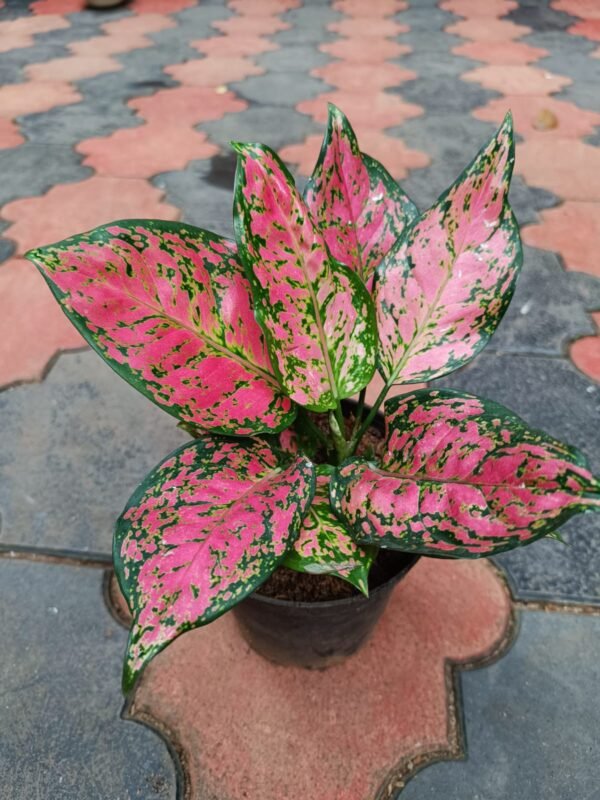 Aglonema pink valantine.