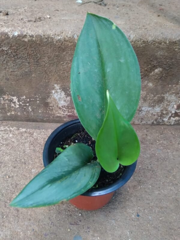 MOONLIGHT POTHOS - Image 3