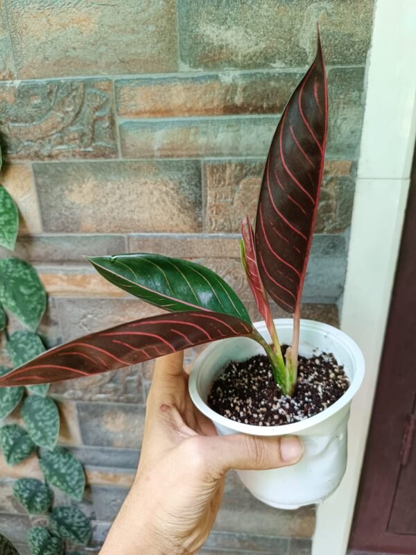 Aglonema Black Sumatra - Image 2