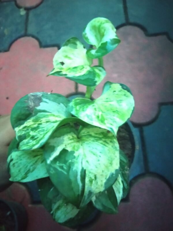 Manjula pothos Big Plant - Image 2