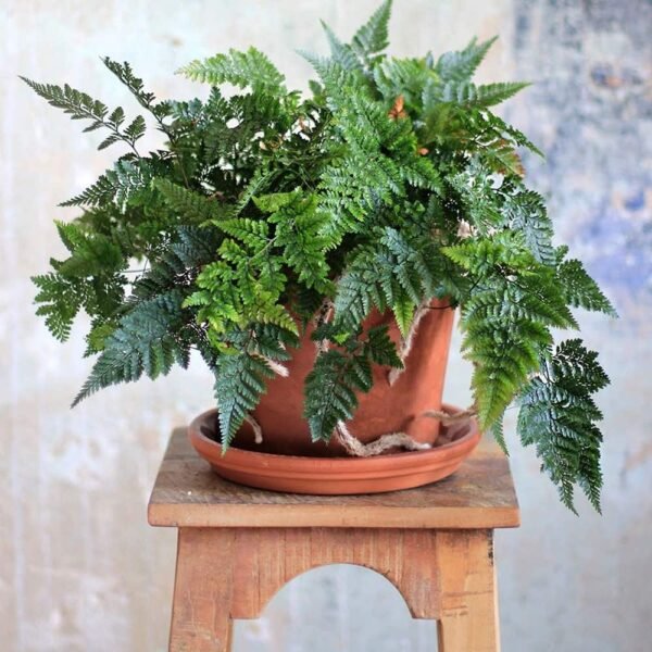 Rabbit Foot Fern