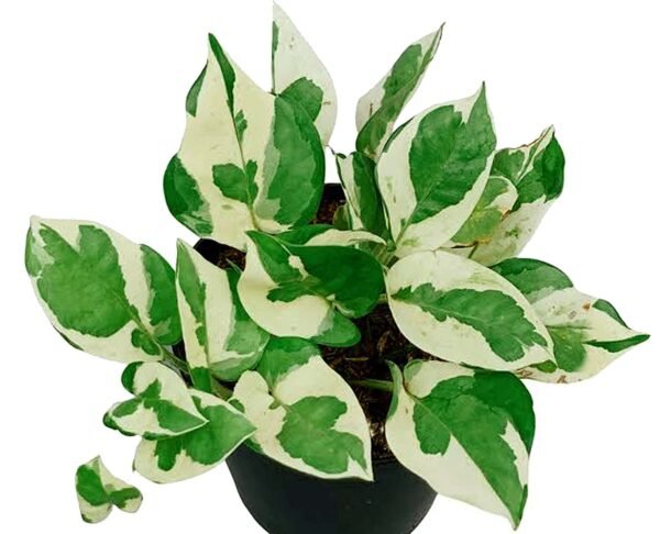 N- joy pothos