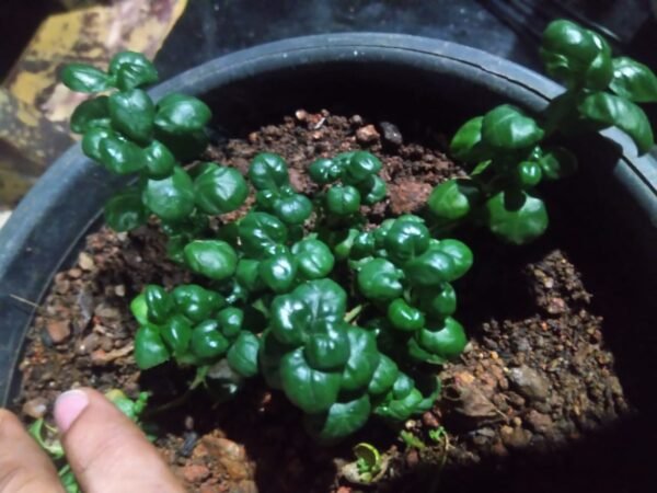 Bubble plant - Image 2