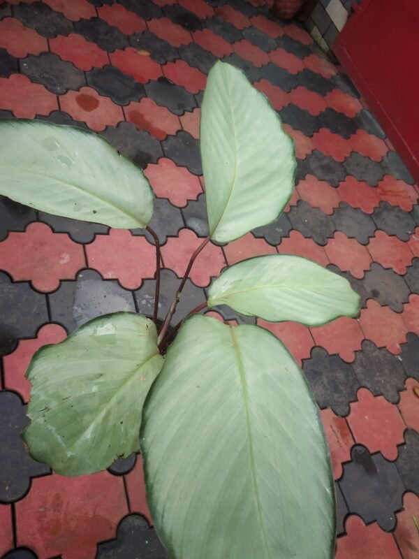 CALATHIYA SILVER BIG PLANT - Image 2