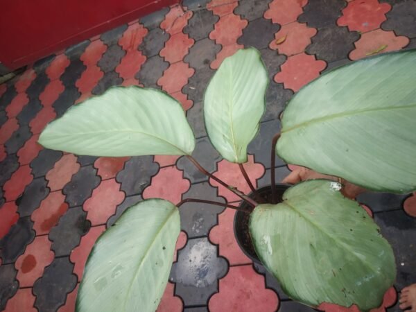 CALATHIYA SILVER BIG PLANT - Image 3