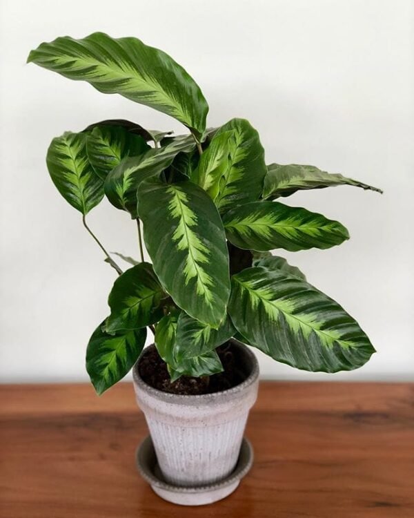 Calathea 14