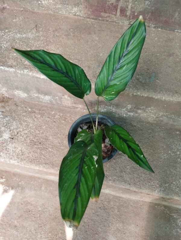 Calathea 14 - Image 2