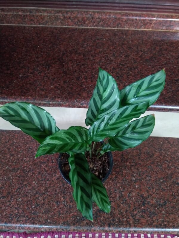 Calathea Concinna - Image 2