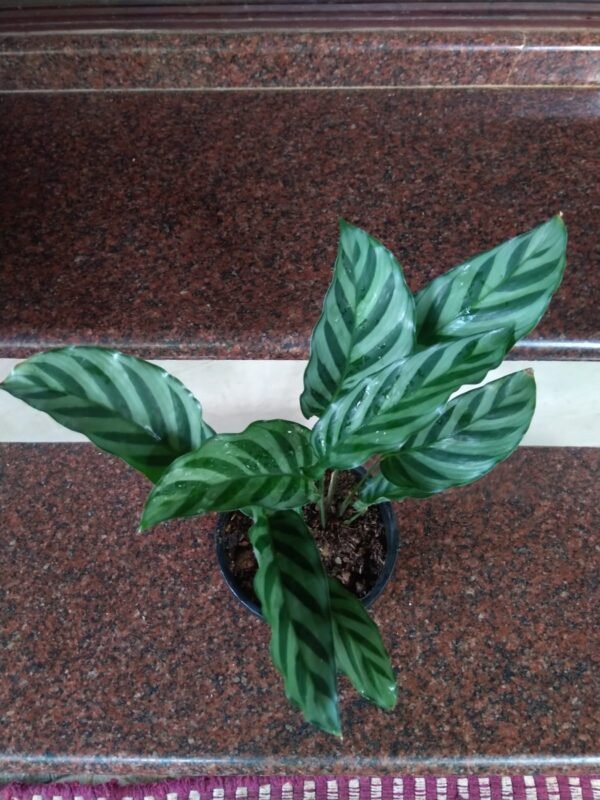 Calathea Concinna - Image 3