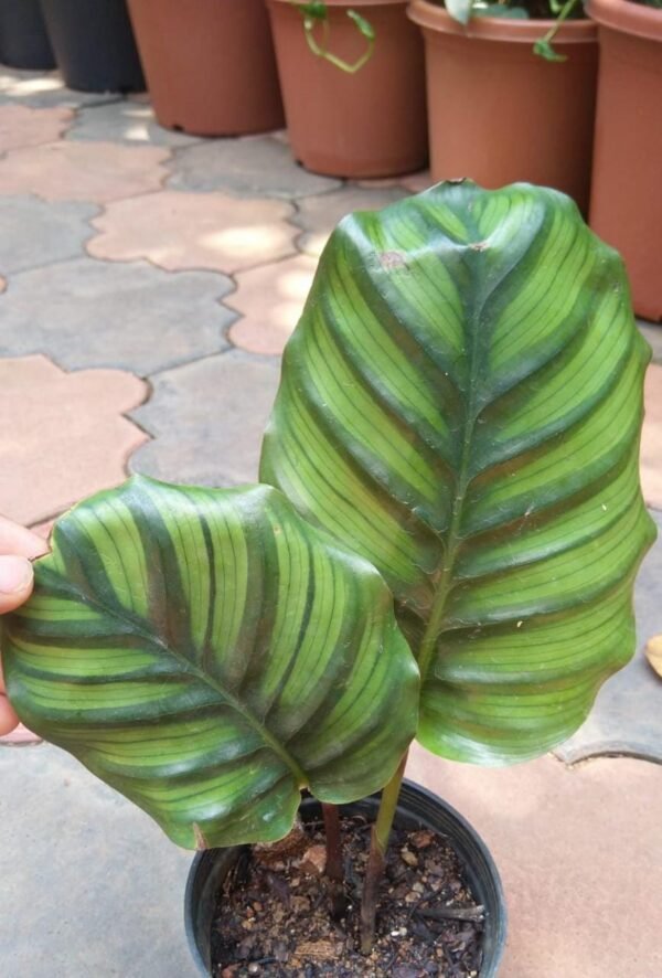 Calathea Fasciata - Image 2