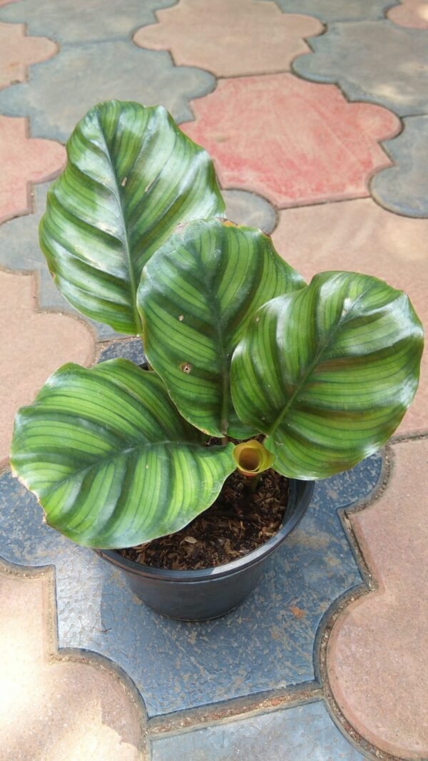 Calathea Fasciata - Image 3