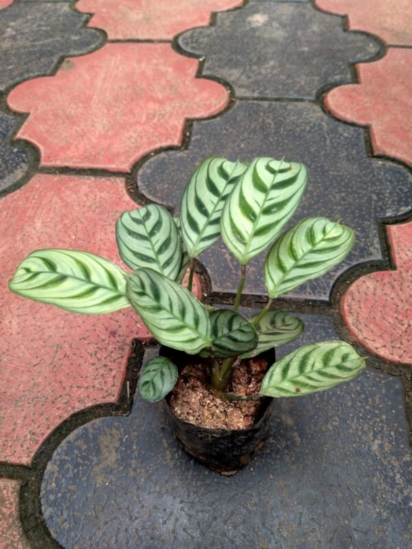 Calathea Fish bone - Image 2