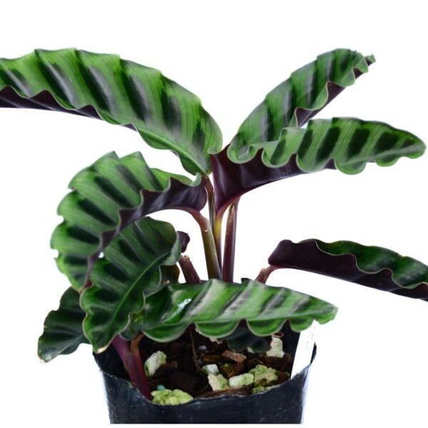 Calathea Gandersii - Image 2