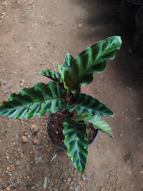 Calathea Gandersii - Image 3