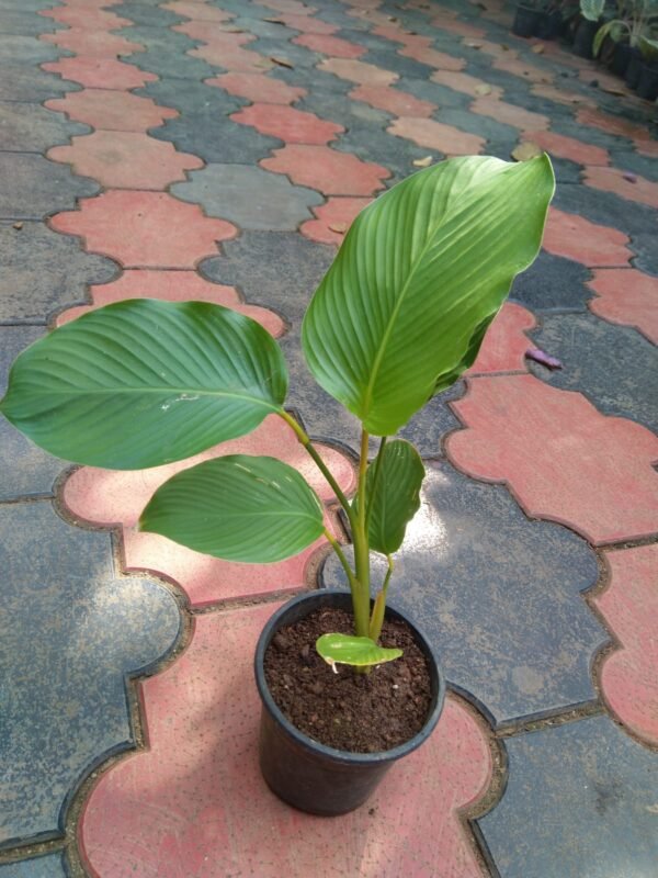 Calathea Lutea - Image 2