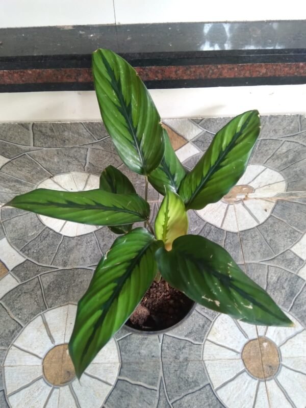 Calathea Majestica - Image 2