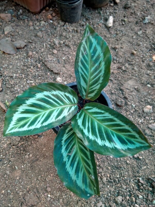 Calathea Roseopicta Cora. - Image 2