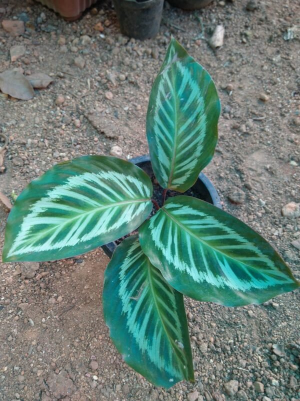 Calathea Roseopicta Cora. - Image 3