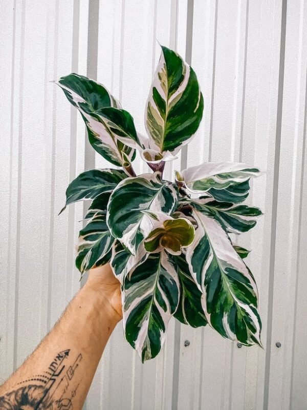 Calathea White Fusion  Full Pot