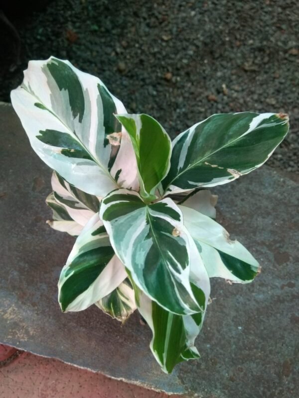 Calathea White Fusion  Full Pot - Image 2