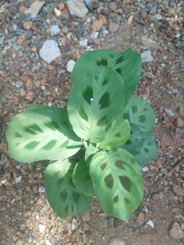 Calathea 3 - Image 2