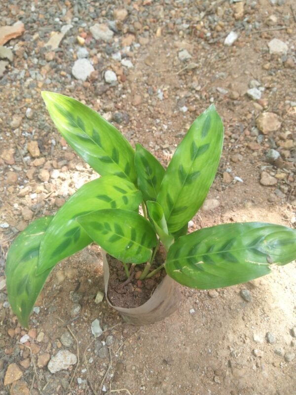 Calathia 5 - Image 2