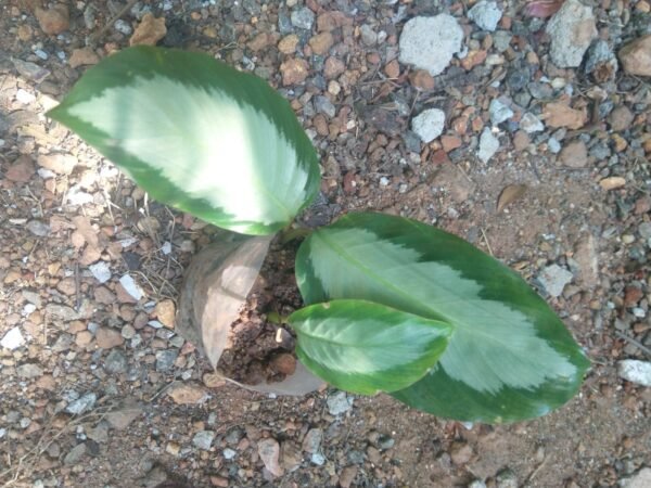 Calathia 6 - Image 2
