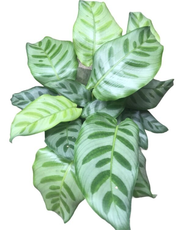 Calathiya 16 ( 3 shoot Big plant )