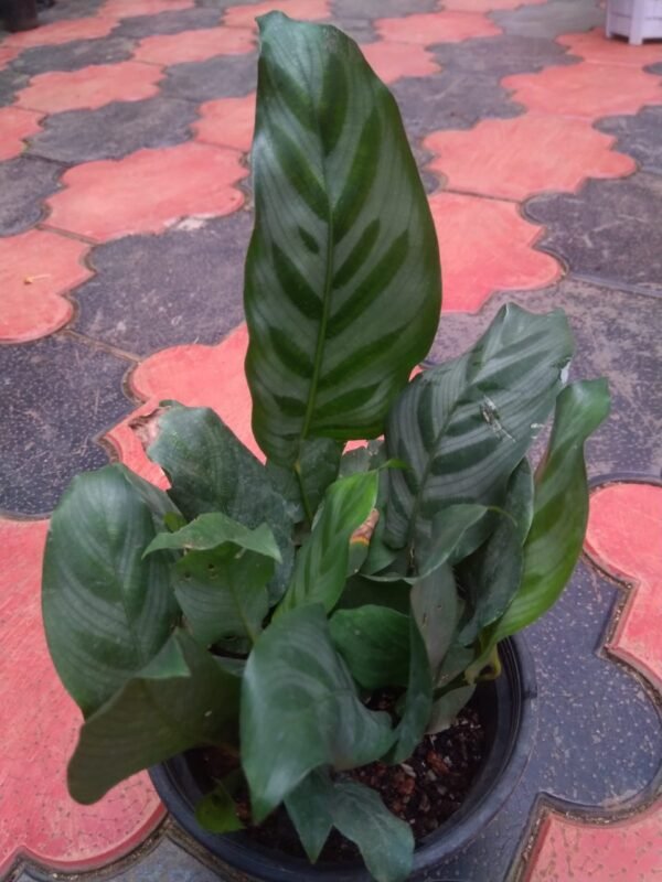 Calathiya 16 ( 3 shoot Big plant ) - Image 2